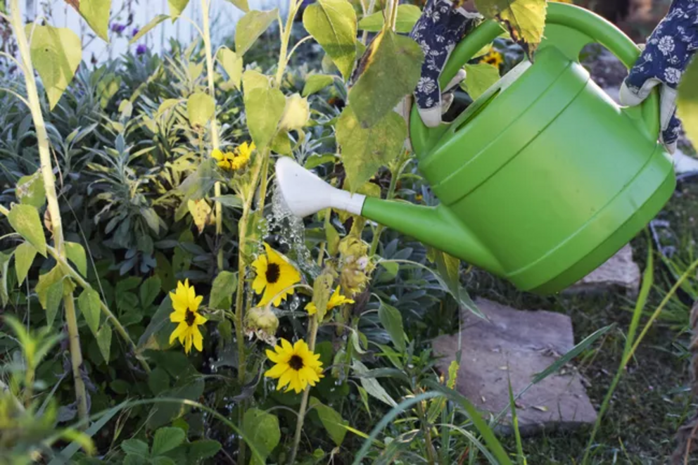 How To Grow Gorgeous Sunflowers Plant Care Tips Nexus Newsfeed