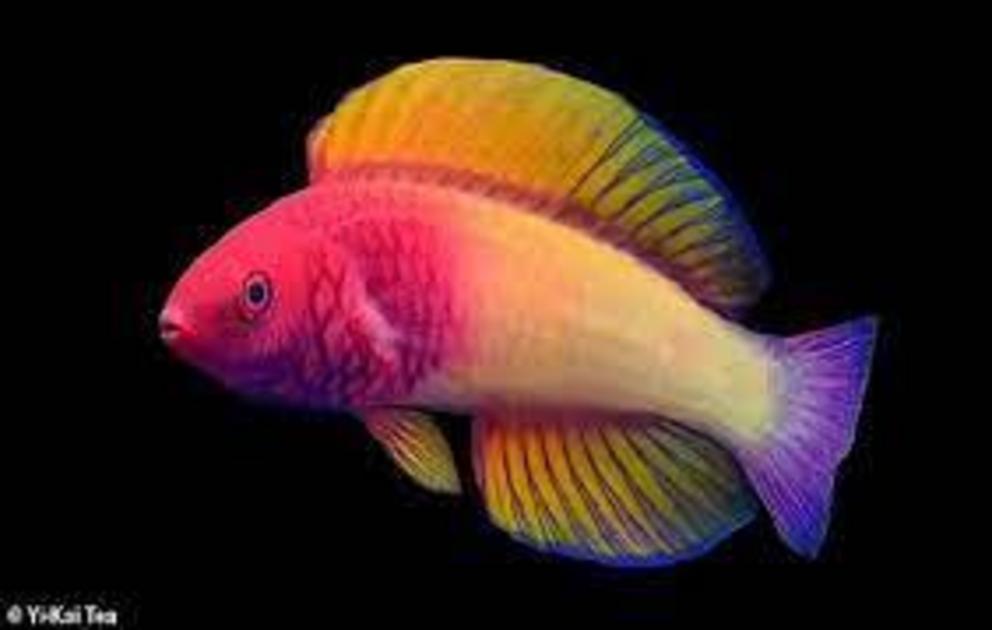 A stunning new rainbow-coloured fish has been discovered living in the 'twilight zone' off the coast of the Maldives. The rose-veiled fairy wrasse (pictured) is new to science