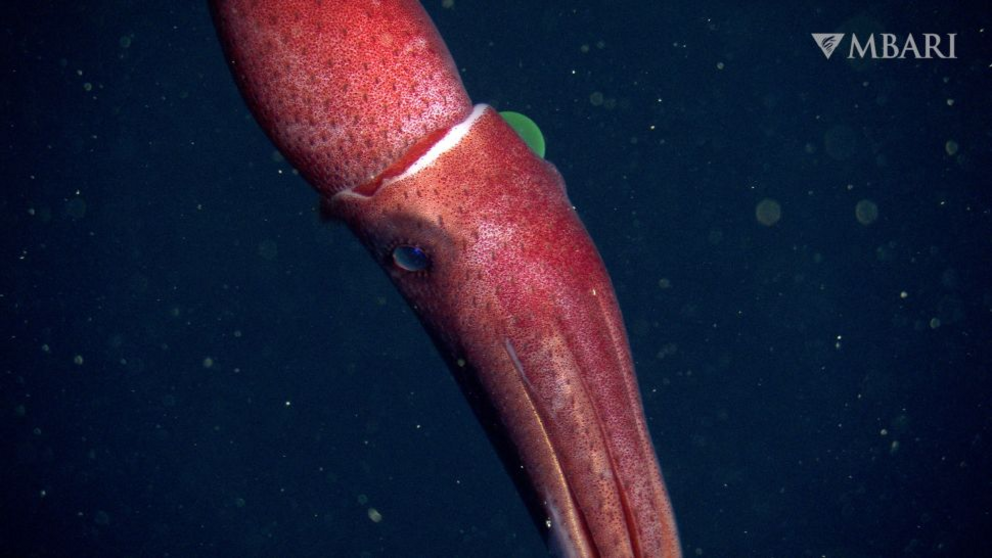 Notice the large left and small right eye. The strawberry seed-like marks on the strawberry squid are photophores, or organs that produce light.