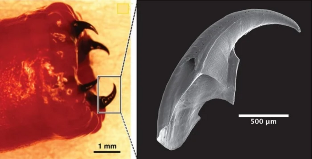 Close-up of a bloodworm fang.