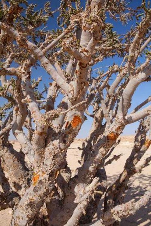 Boswellia gum resin cut for harvesting frankincense in Wadi Dawkah Frankincense Nature Resort, Dhofar Mountain, Oman.