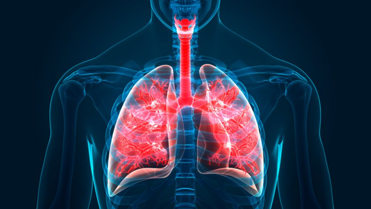 New part of the body found hiding in the lungs - Nexus Newsfeed