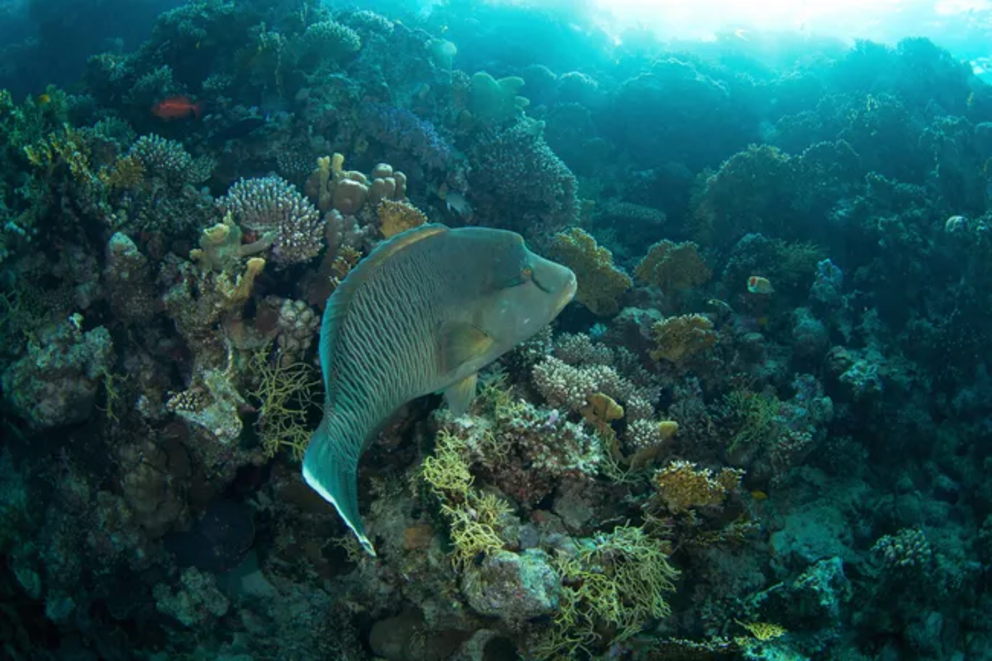 A humphead wrasse in its coral reef habitat.