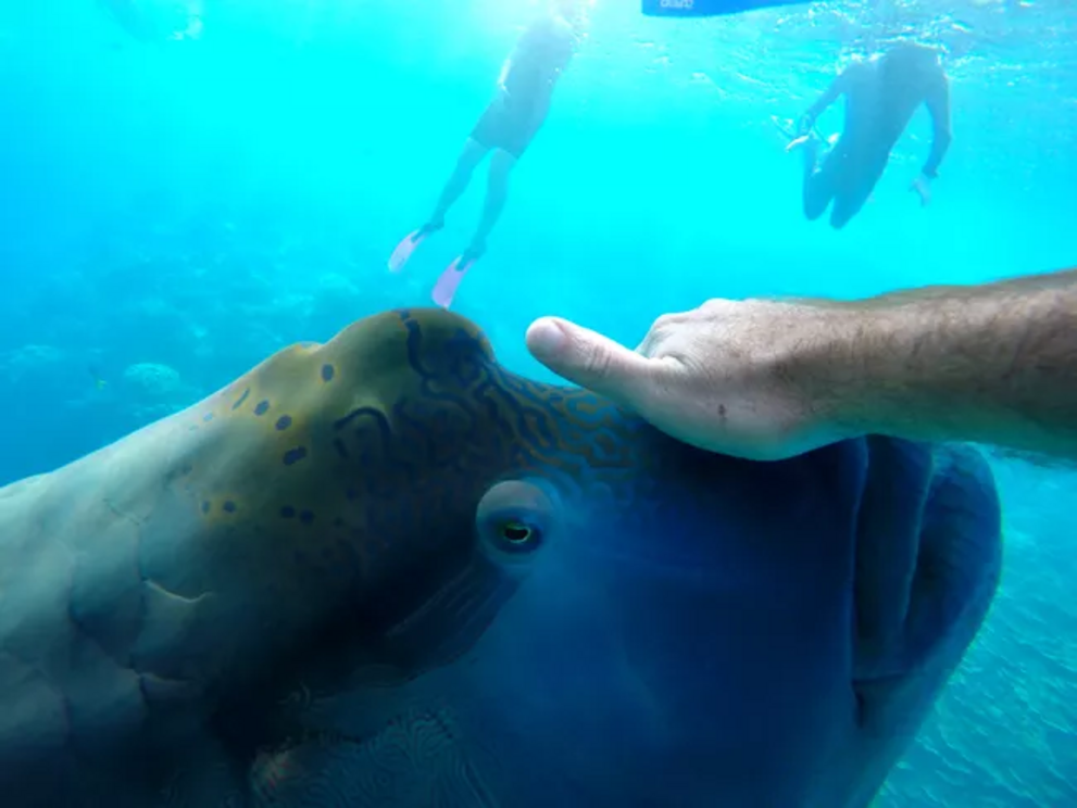 Divers disturbing humphead wrasses' habitat.