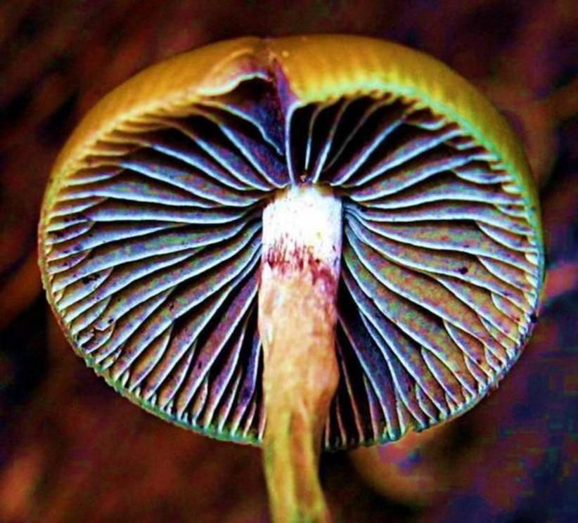 Psilocybe aztecorum and Psilocybe mexicana are the two primary candidates for the teotlnanácatl mushrooms used by the Aztecs.