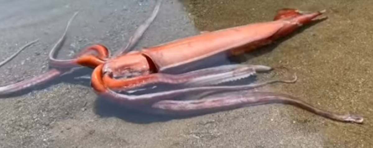 Giant squid washed ashore alive in Japan - Nexus Newsfeed