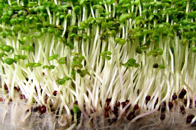 Garden Fresh: How To Grow Nutritious Sprouts At Home - Nexus Newsfeed