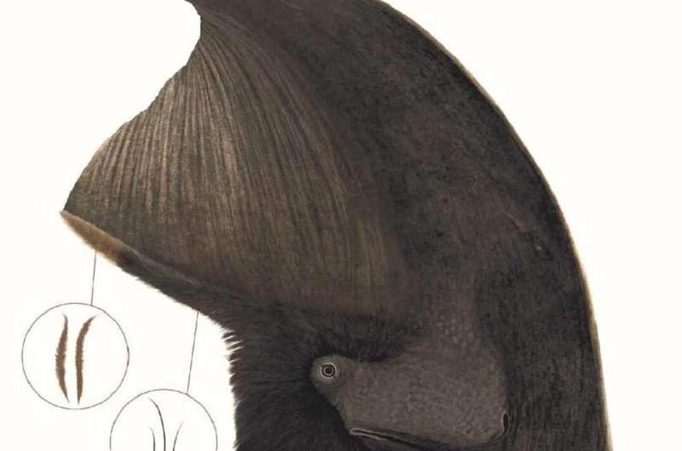 Artist’s reconstruction of the feathered pterosaur Tupandactylus, showing the feather types along the bottom of the headcrest: dark monofilaments and lighter-colored branched feathers.