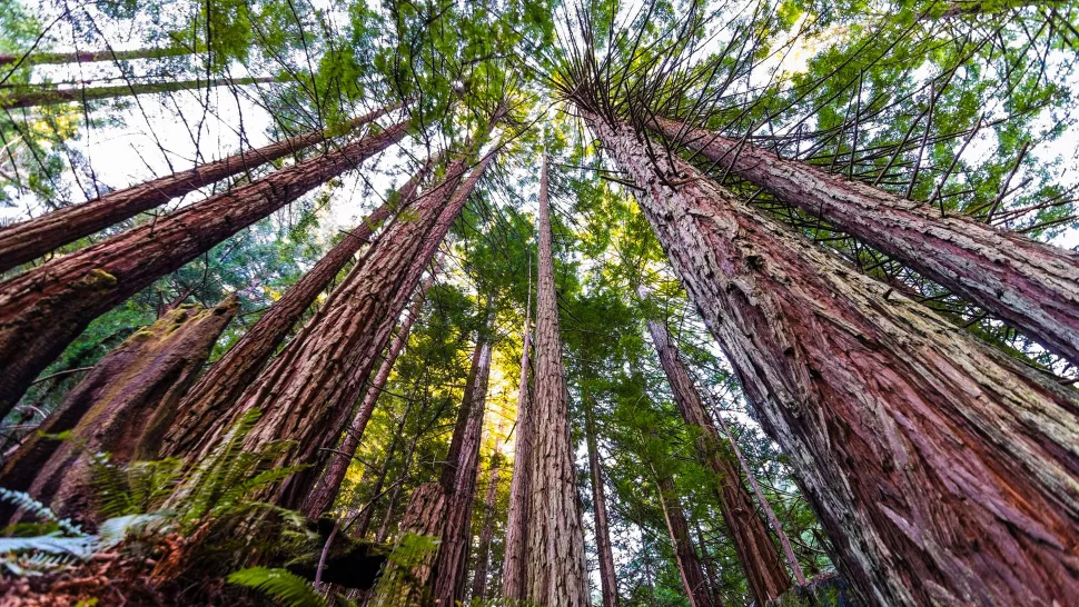 Unveiling The Giant: What Is The Biggest Tree In The World?