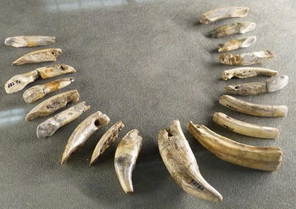 The Aurignacians made items including ivory jewelry, such as this Aurignacian necklace made of teeth of bear, horse, elk, beaver, discovered in Mladec, the Czech Republic.