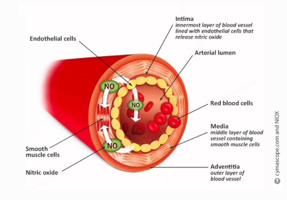 Nitric oxide relaxes smooth muscle cells in the walls of blood vessels, resulting in vasodilation