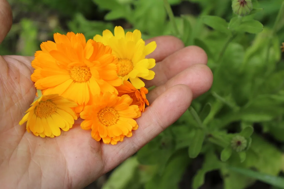 A handful of calendula blossoms harvested from my garden.