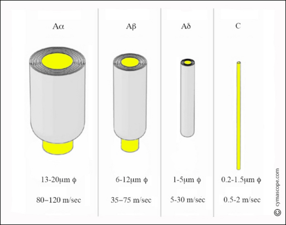 The main classifications of afferent nerve fibres and their conduction speeds, which are very slow compared with electric currents in coaxial cables