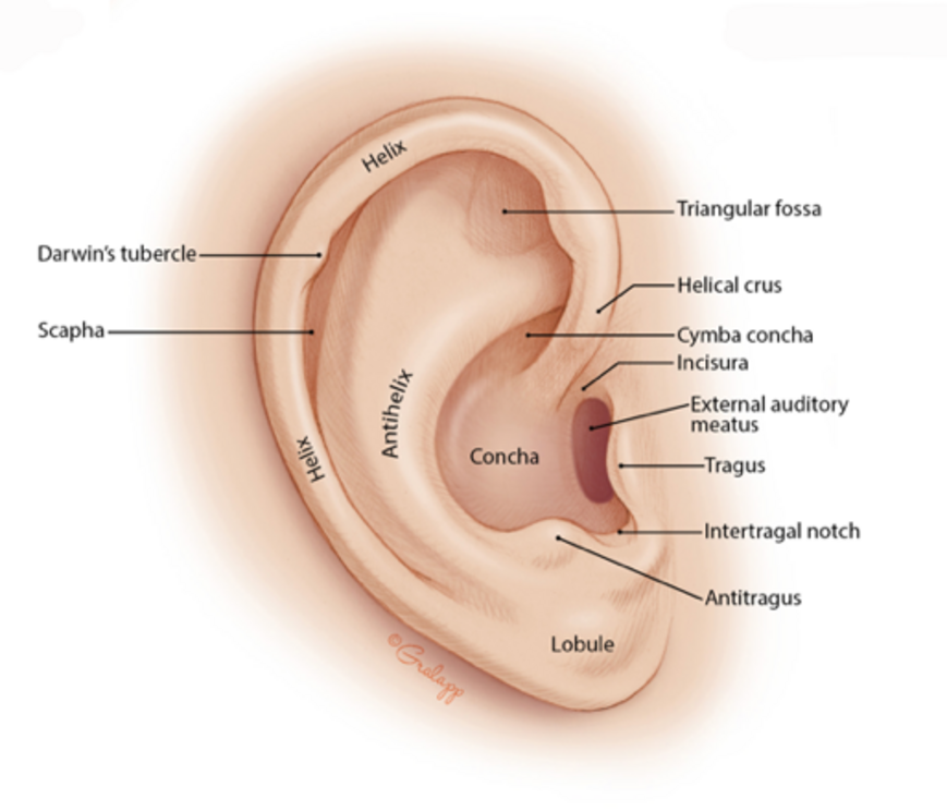 The pinna, showing the location of the tragus, where the vagus nerve terminates