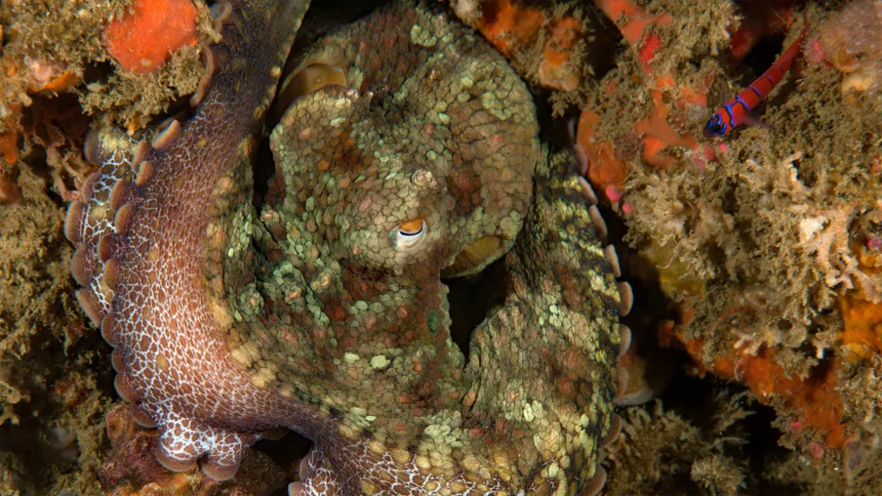  The California two-spot octopus is a camouflage artist.