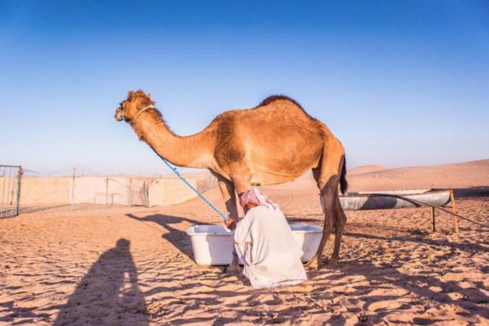 A nomadic herder preparing to milk his camel.