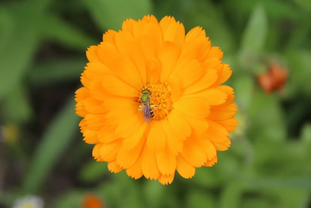 A native bee on a calendula blossom in our garden.