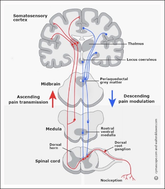 Ascending and Descending Pain Pathways