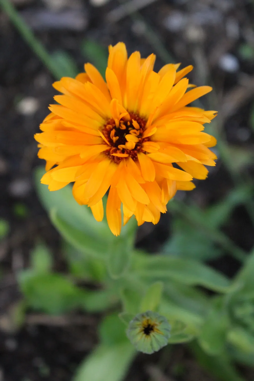 A double calendula blossom, with ruffled petals coming out of just about everywhere.