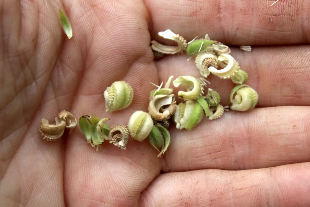 Closeup of calendula seeds broken out of a seed head in our garden.