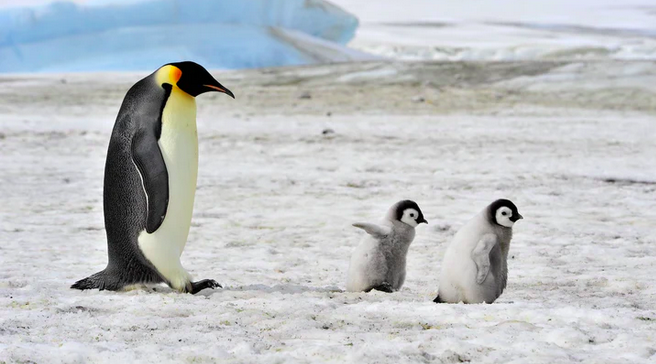 Emperor penguins could be extinct in our lifetimes - Nexus Newsfeed