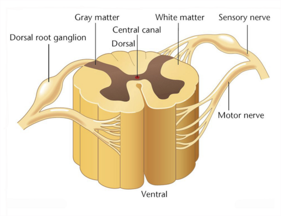 Cross section through spinal column showing the dorsal root ganglion