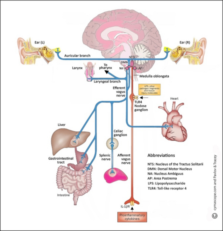 Vagus nerve branches and functional anatomy of the inflammatory reflex