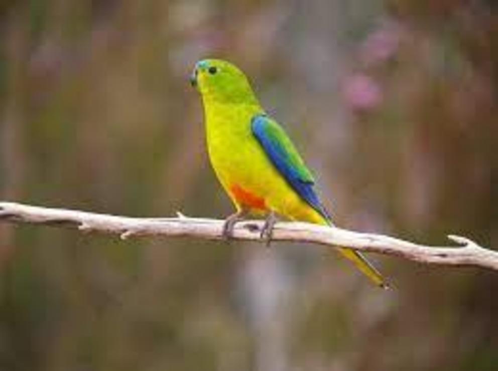 The orange-bellied parrot is critically endangered.