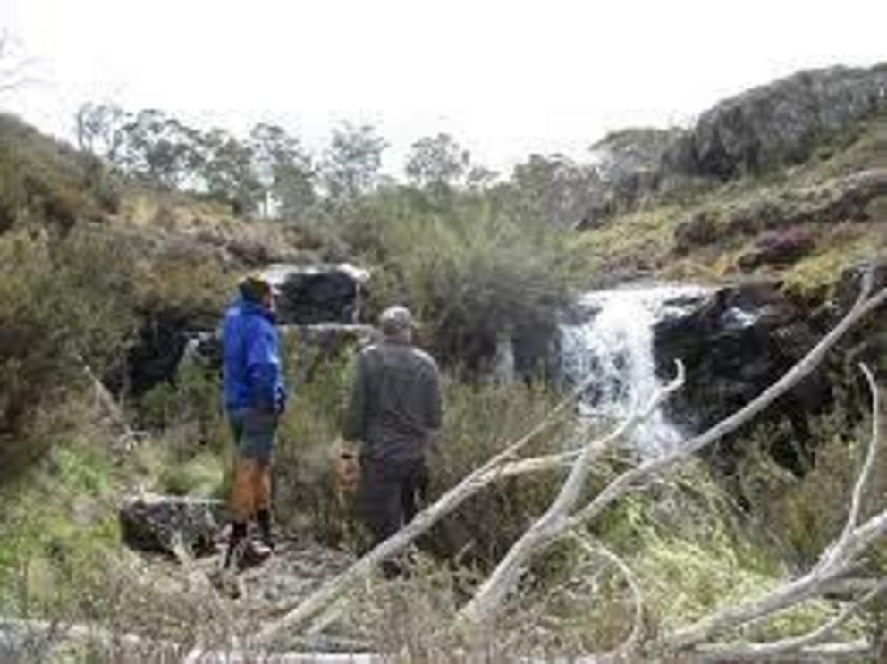 This waterfall in NSW is all that protects the last population of the fish, stocky galaxias, from the predatory trout below.