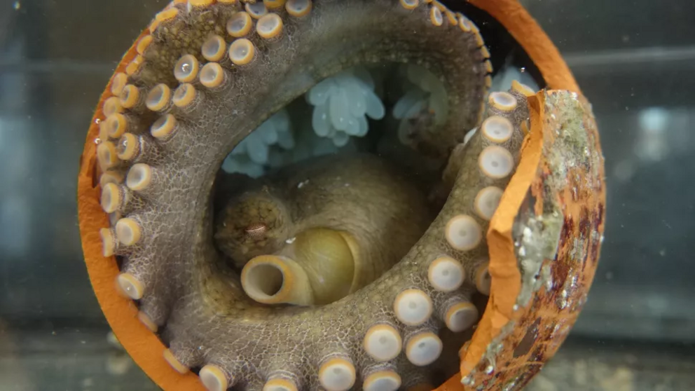 This California two-spot octopus (Octopus bimaculoides) is brooding its eggs — the sacs that look like teensy water balloons.