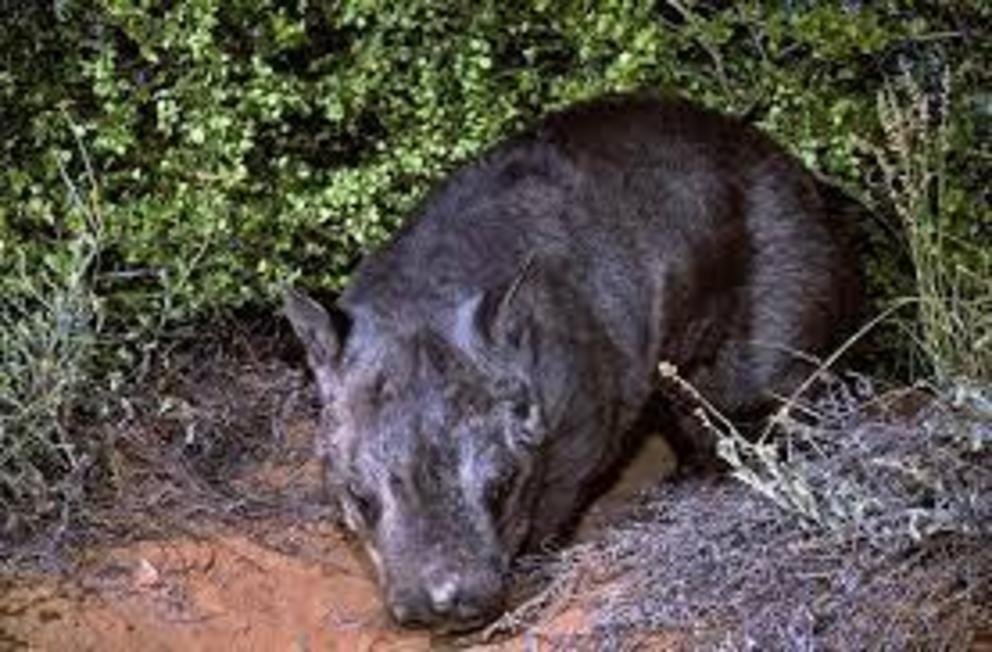 Northern hairy-nosed wombat is one of the rarest land mammals in the world.