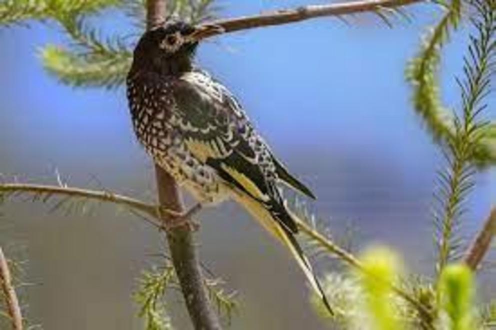 Regent honeyeater numbers are growing thanks to the recent rain.
