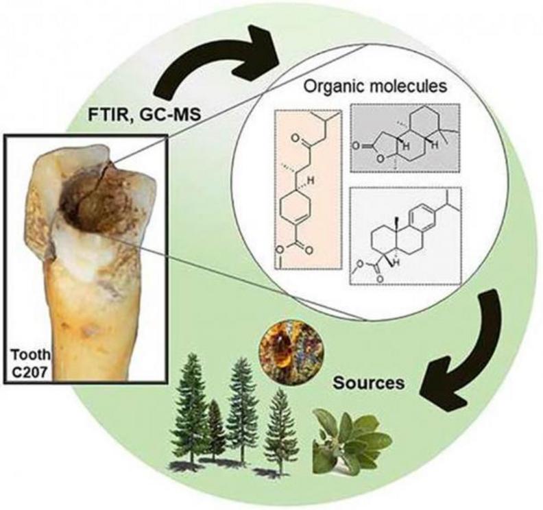 The recent study on Maya teeth revealed how plant sealants, mostly made from pine trees, were also part of the teeth jewelry procedures performed by Maya dentists.