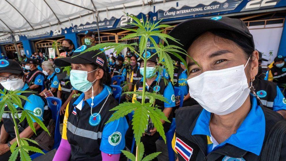 Thailand has given away one million cannabis plants to encourage cultivation