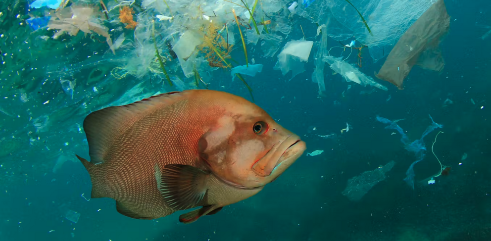 Smaller animals that feed lower in the food web might be at greater risk from microplastic exposure than larger ones. (Shutterstock)