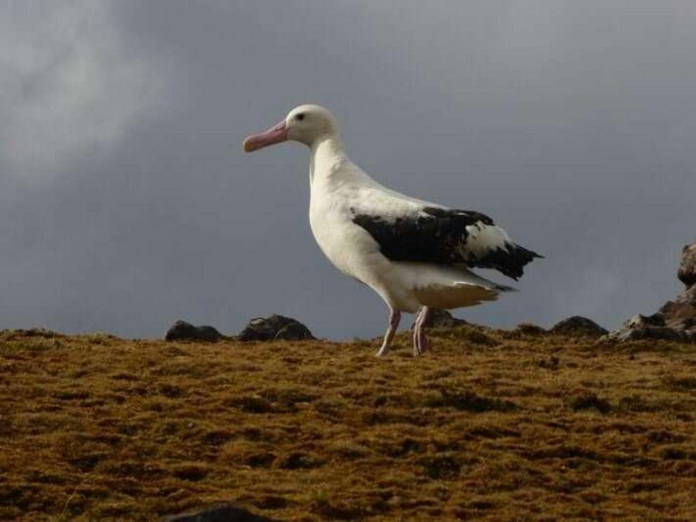 This Tristan albatross wears a leg ring for identification.
