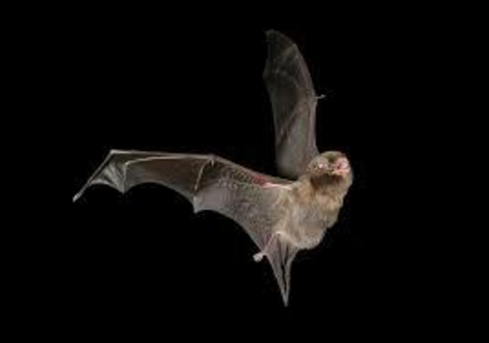 The southern bent-wing bat in flight.