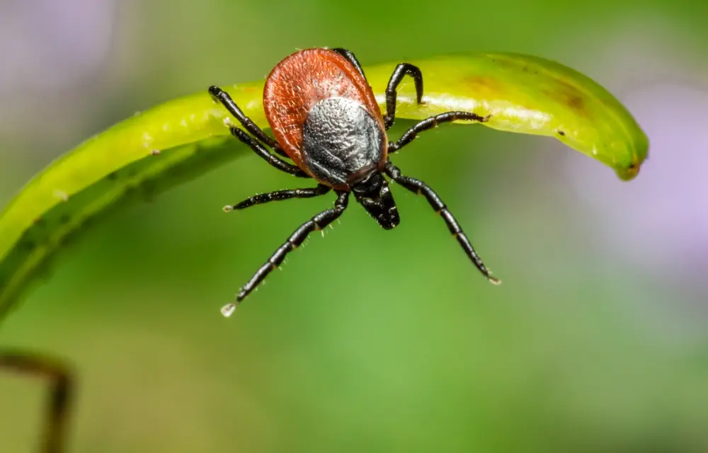 Tick Season One In Seven People Had Lyme Disease And Didnt Know It Study Says Nexus Newsfeed