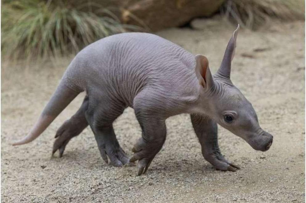 In this photo released by the San Diego Zoo Wildlife Alliance, an aardvark cub explores her habitat at the San Diego Zoo on June 10, 2022. For the first time in more than 35 years, an aardvark pup has been born at the zoo. The female, which has not yet be