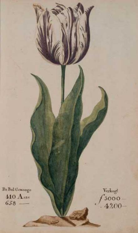A tulip in the tulipmania of the 17th century known as 