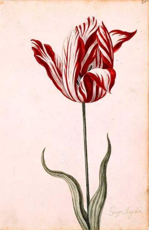 This anonymous 17th-century watercolor depicts a Semper Augustus, famous for being the most expensive tulip sold during tulipmania.
