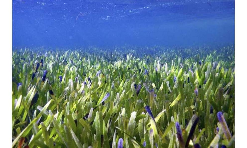 This August 2019 photo provided by The University Of Western Australia shows part of the Posidonia australis seagrass meadow in Australia's Shark Bay. According to a report released on Wednesday, June 1, 2022, genetic analysis has revealed that the underw