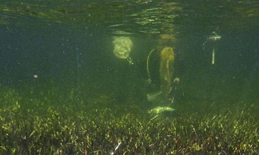 This June 2022 photo provided by The University Of Western Australia shows sampling efforts of the Posidonia australis seagrass meadow in Australia's Shark Bay. According to a report released on Wednesday, June 1, 2022, genetic analysis has revealed that 