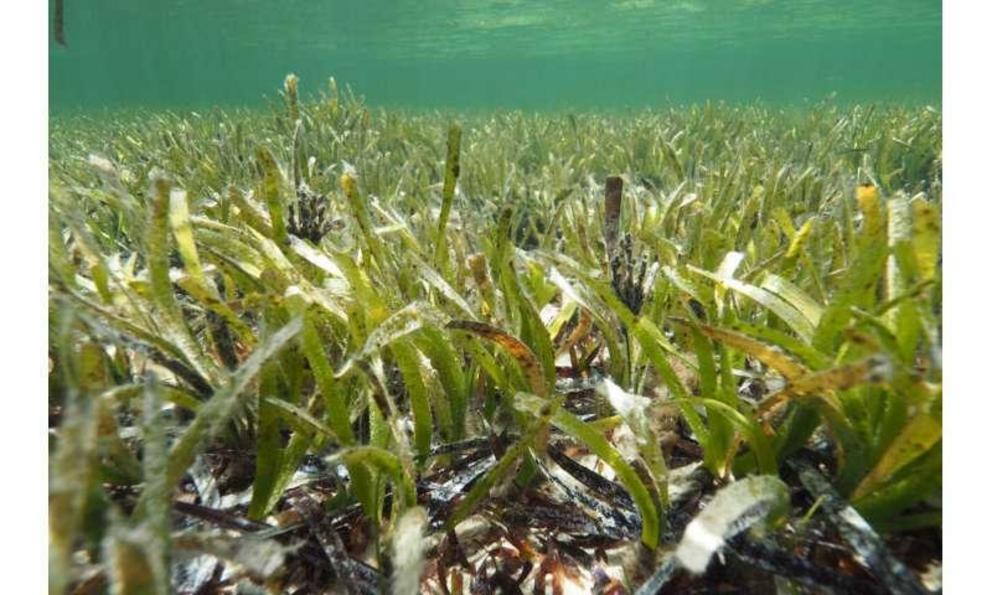 This November 2018 photo provided by The University Of Western Australia shows part of the Posidonia australis seagrass meadow in Australia's Shark Bay. According to a report released on Wednesday, June 1, 2022, genetic analysis has revealed that the unde