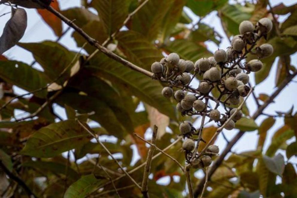 The Castilla elastica, or Panama rubber tree, is native to Mexico and Central America. It was the main source of latex and was used by the Olmecs and other Mesoamerican peoples to make rubber by mixing it with the juice of morning glory vines.