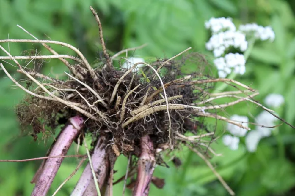 Wild foraged valerian roots