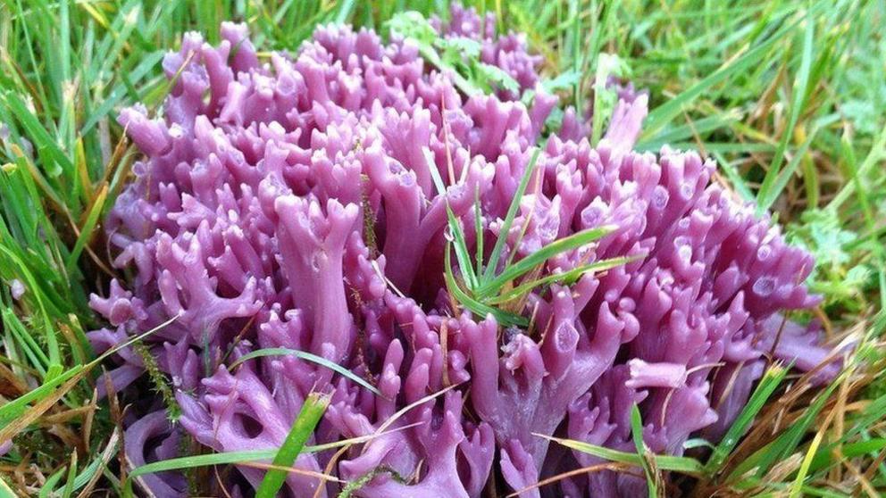 New fungi species unearthed in Cairngorms mountains Nexus Newsfeed