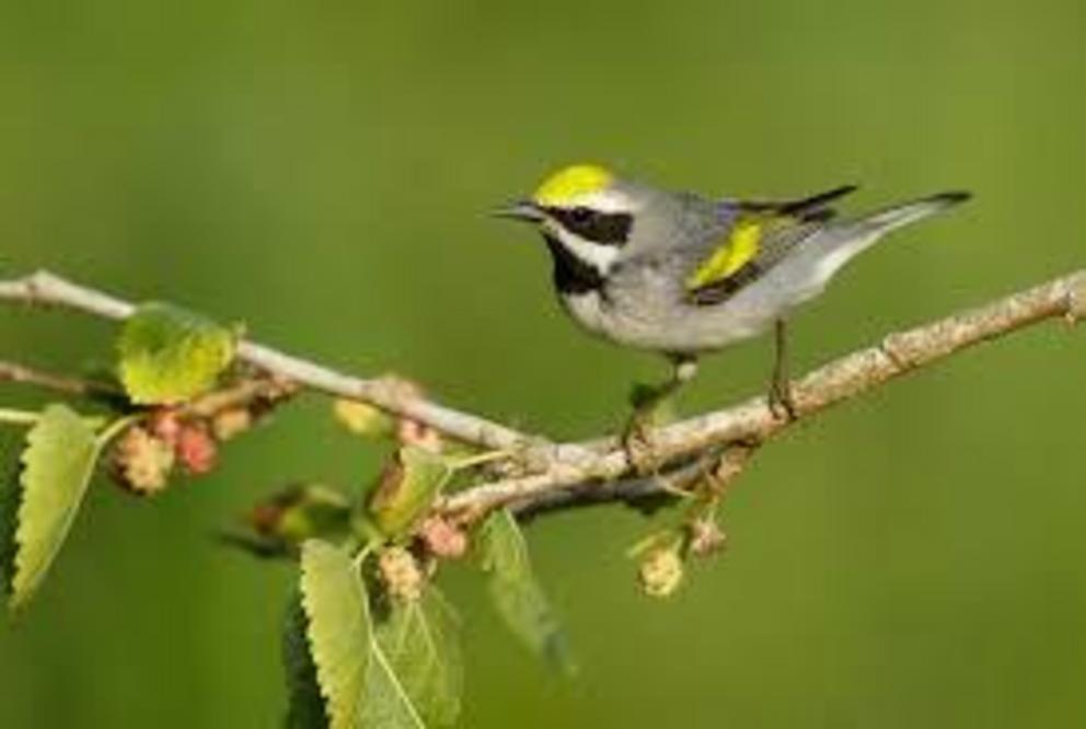 Golden-winged warbler.