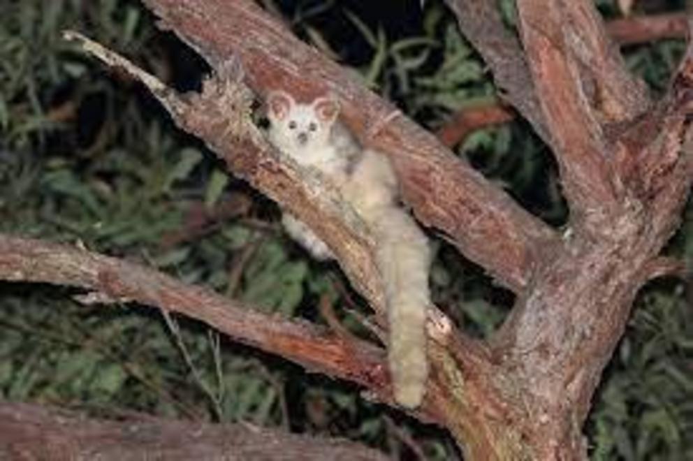 Greater gliders were listed as vulnerable in 2016.