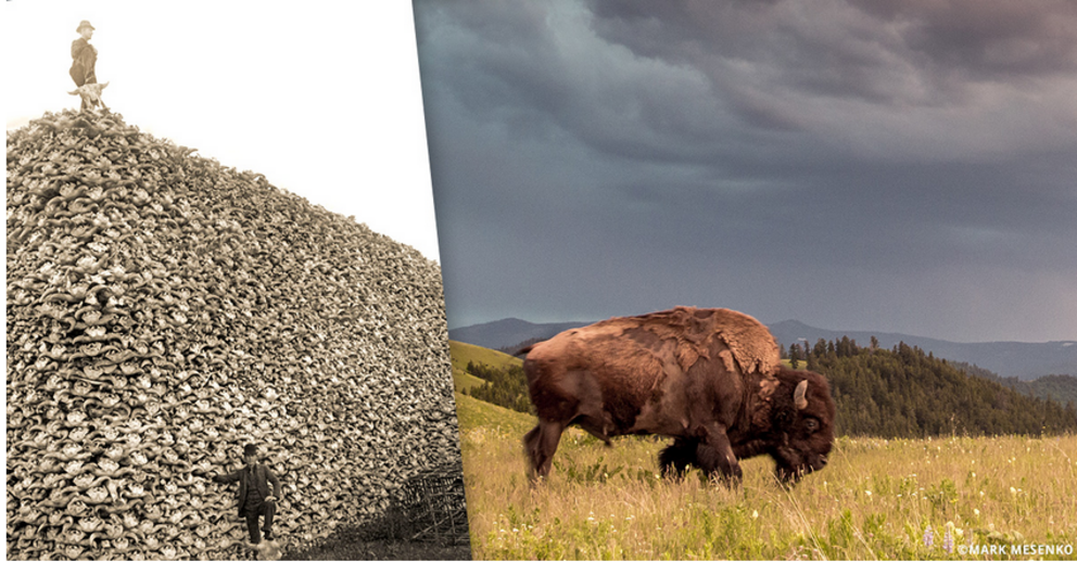 Left, a photograph from 1892 of a pile of bison skulls waiting to be ground for fertilizer or charcoal. At right a bull grazing at the National Bison Range near Charlo, Montana.